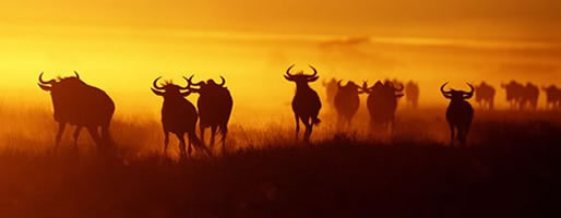 Cites African Safaris